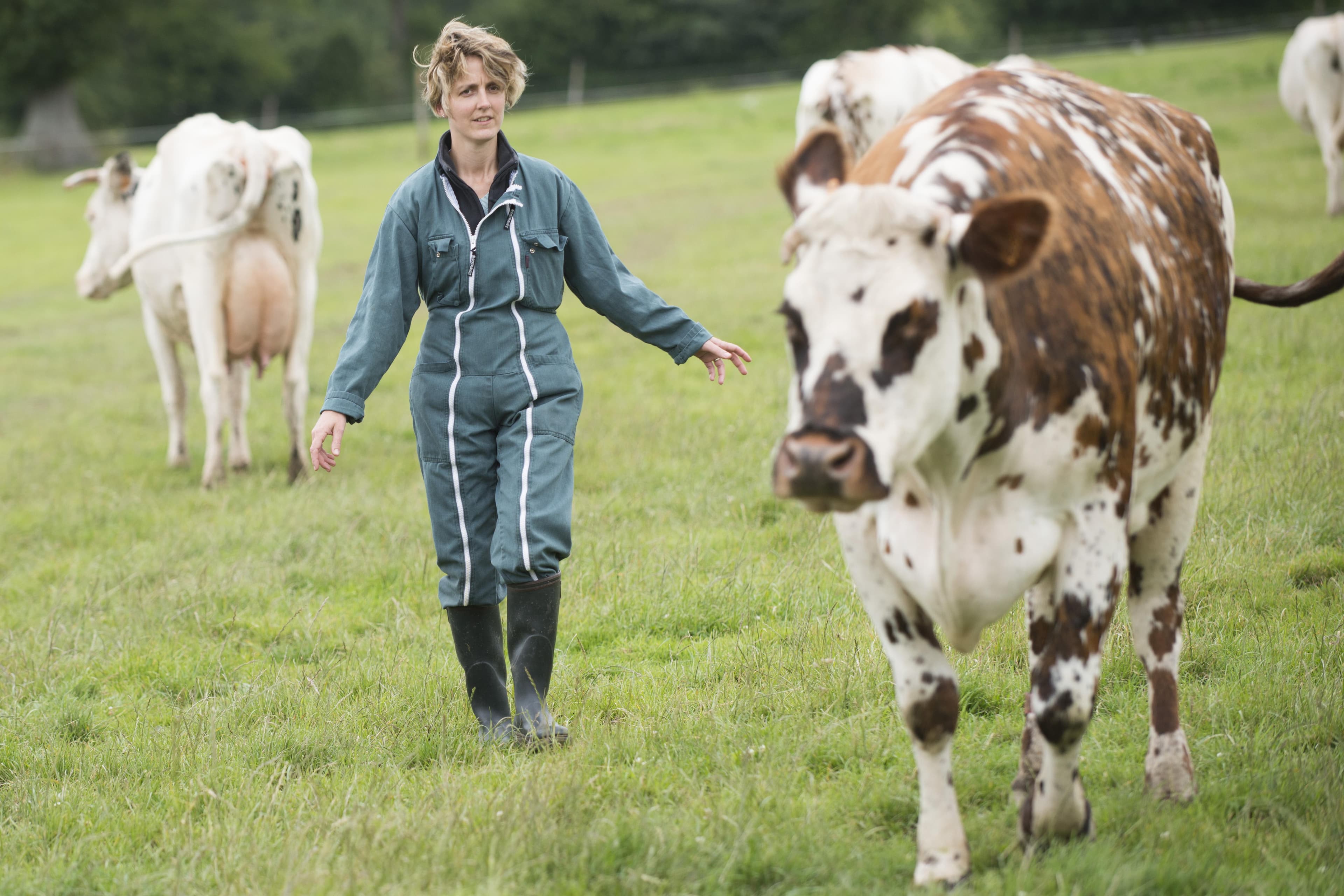 Métiers de l’élevage bovin lait : postes, compétences et réalités du terrain
