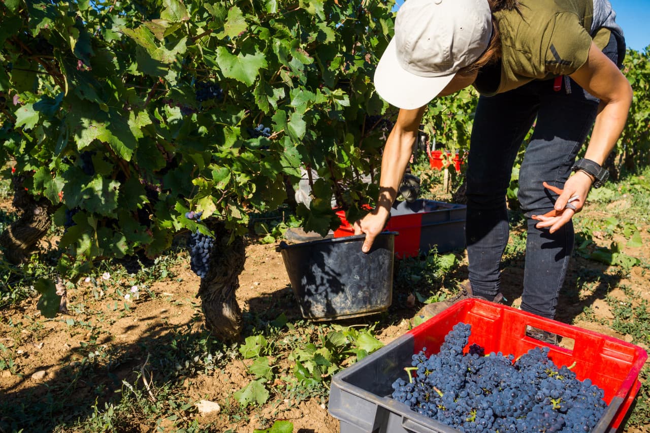 Calendrier des saisons agricoles : quels emplois saisonniers selon la période de l’année